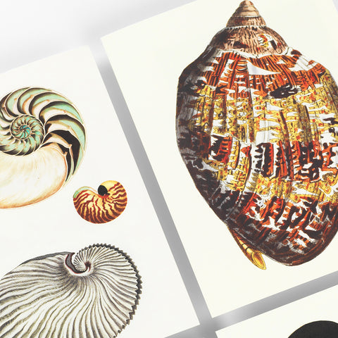 Bloc de notas A5 | Papel de carta - Seashells