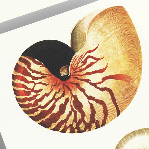 Bloc de notas A5 | Papel de carta - Seashells