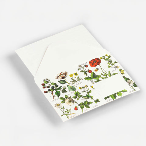 Sobre - Botanical (Pack de 20) - 160x110mm