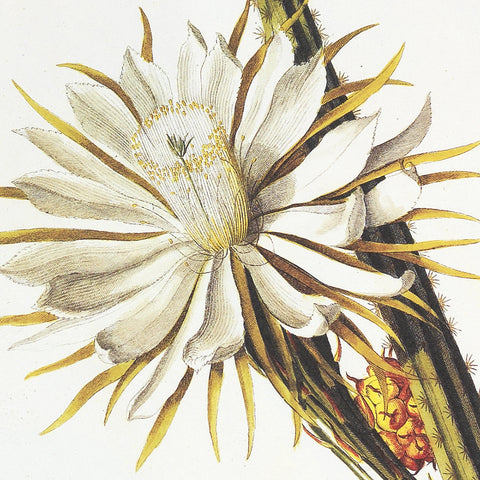 Bloc de notas A5 | Papel de carta - Botanical