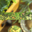 Washi tape con dorado - Camino verde